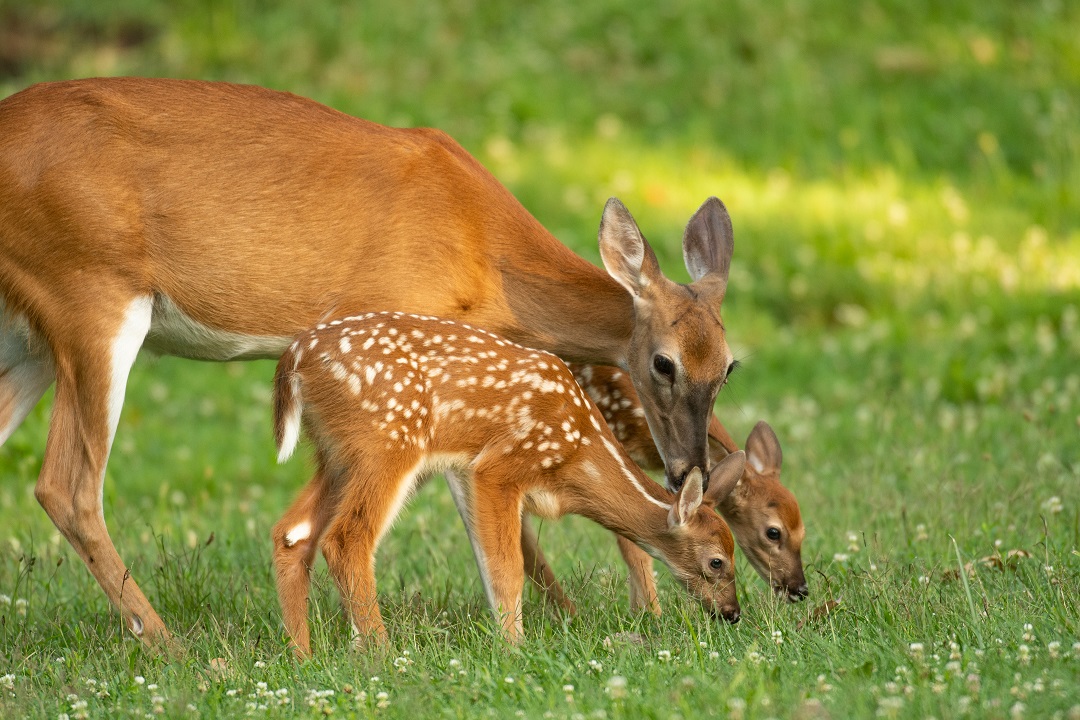 Ricerca associazioni per supporto nel recupero e trasporto di fauna selvatica incidentata o in difficoltà