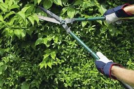 OBBLIGO DI MANUTENZIONE della VEGETAZIONE LUNGO LE STRADE PUBBLICHE
